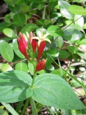 Indian Pink